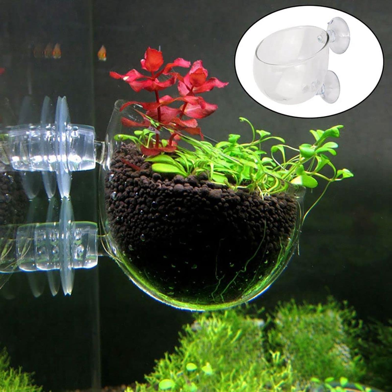 Maceta para plantas de acuario - Aquarium Plant Seeds reseña y precio