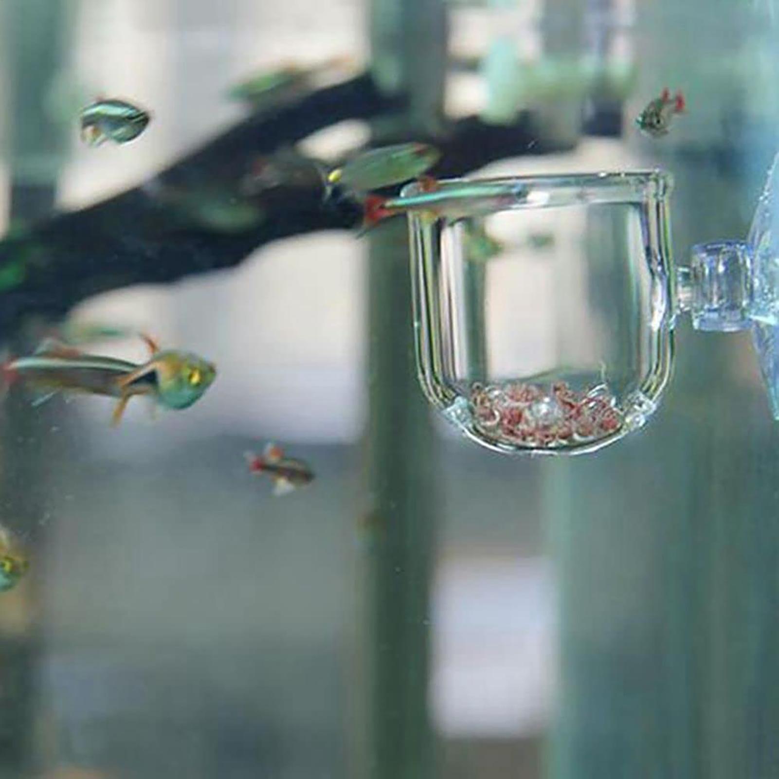 Maceta para plantas de acuario - Aquarium Plant Seeds reseña y precio