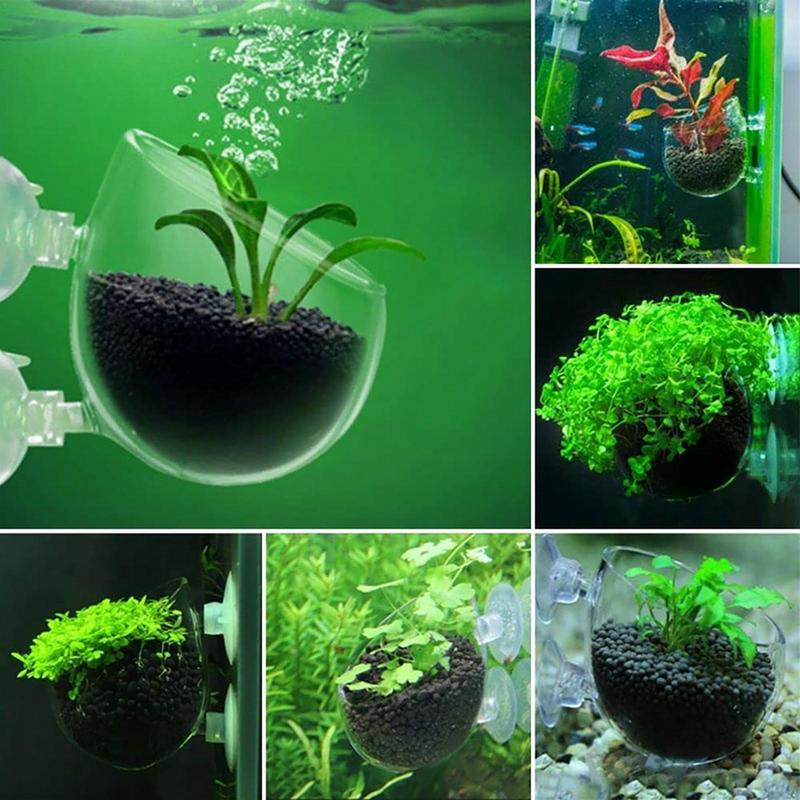 Maceta para plantas de acuario - Aquarium Plant Seeds reseña y precio