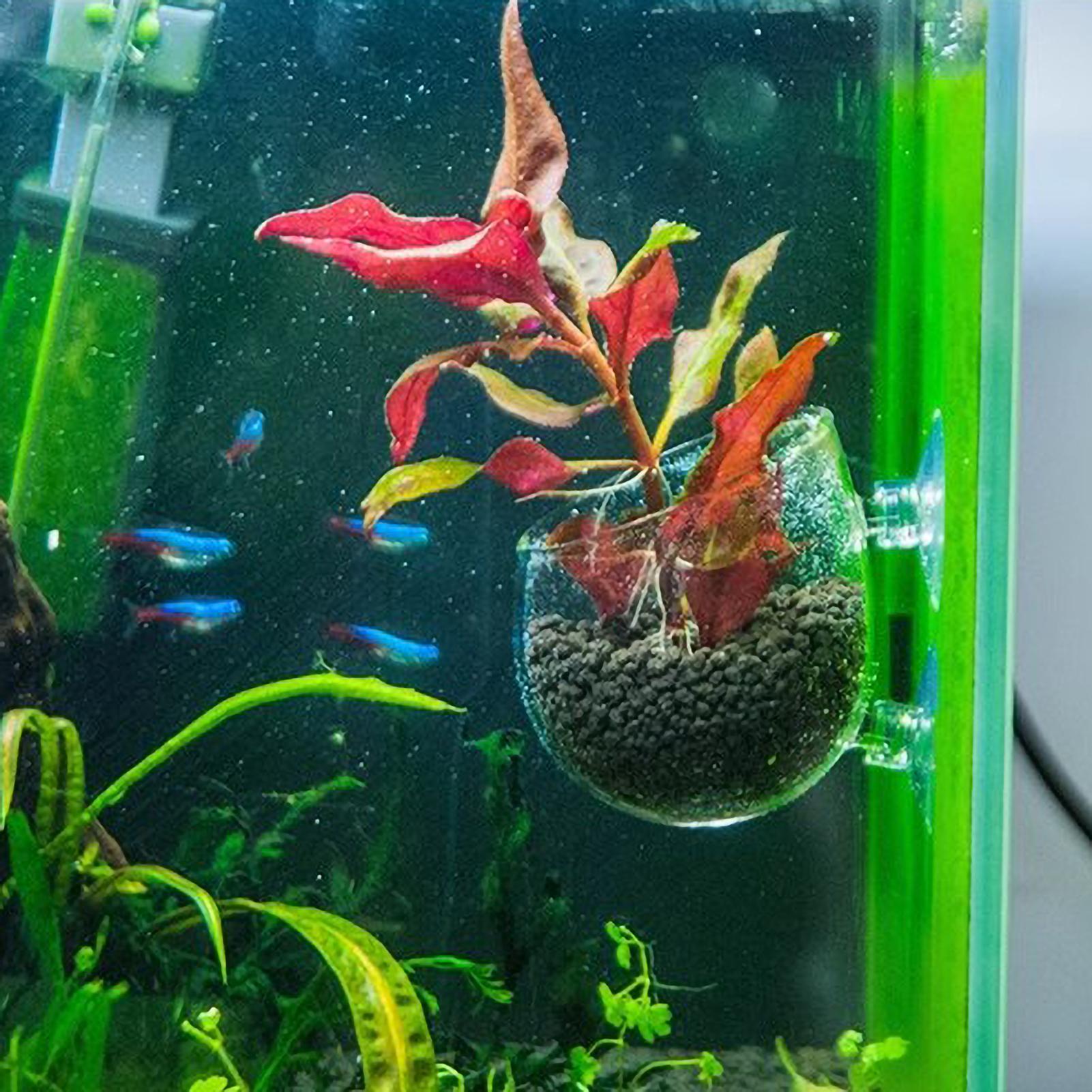 Soporte para Plantas de Acuari - Aquarium Plant Holder reseña y precio
