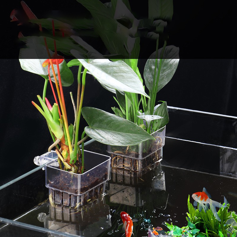 Cesta de plantas hidropónicas  - Aquarium Plant Seeds reseña y precio