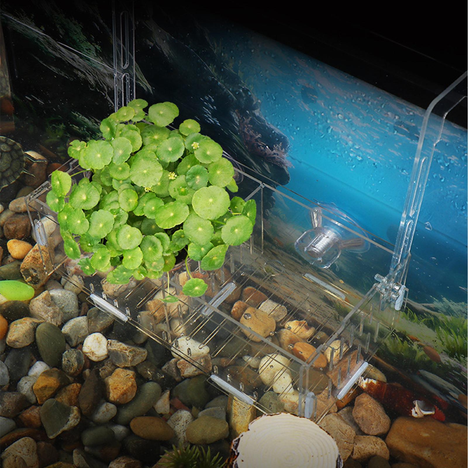 Soporte Acrílico para Plantas  - Aquarium Plant Vine reseña y precio