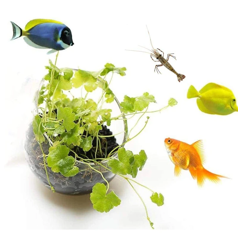 Nuevo Maceta para plantas de a - Aquarium Plant Seeds reseña y precio