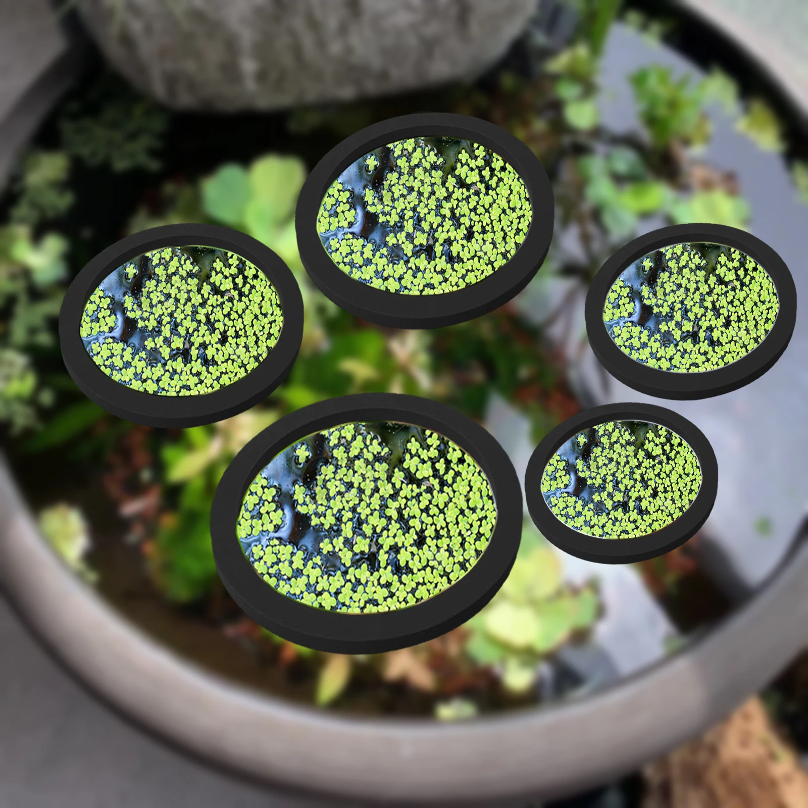 5 uds EVA anillo de alimentaci - Aquarium Planting reseña y precio