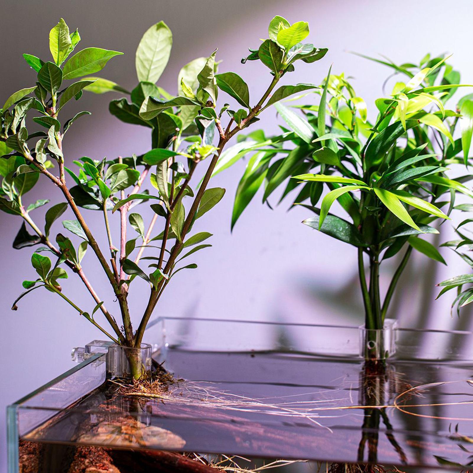 Soportes para plantas de acuar - Aquarium Plant Holder reseña y precio