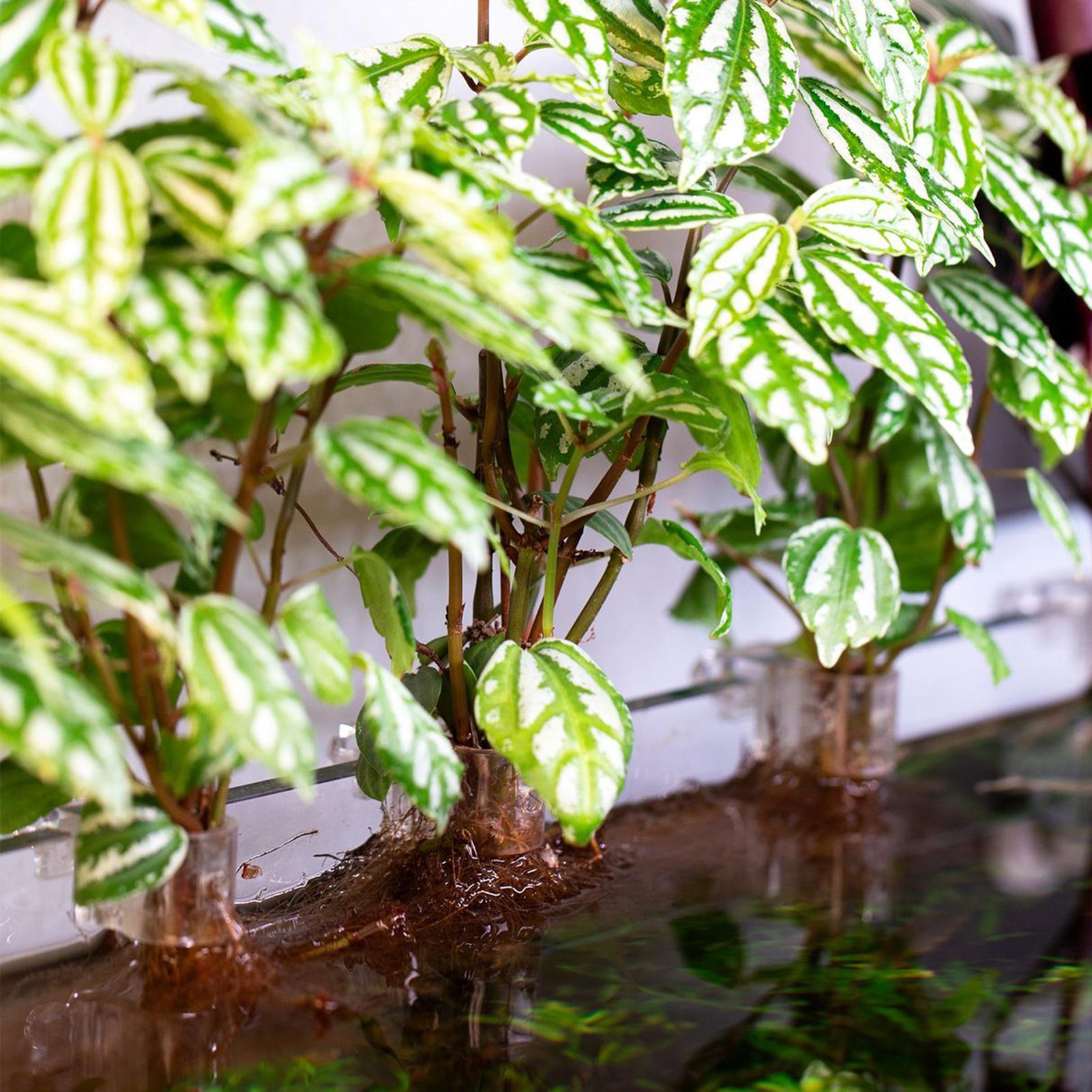 Soportes para plantas de acuar - Aquarium Plant Holder reseña y precio