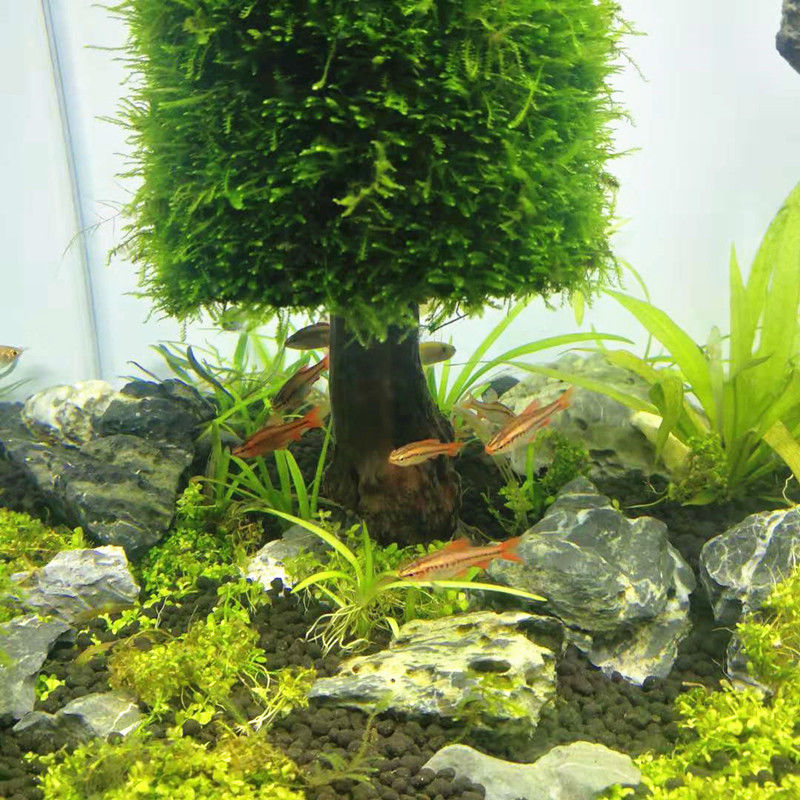 Decoración de plantas acuática - Aquarium Plant Seeds reseña y precio