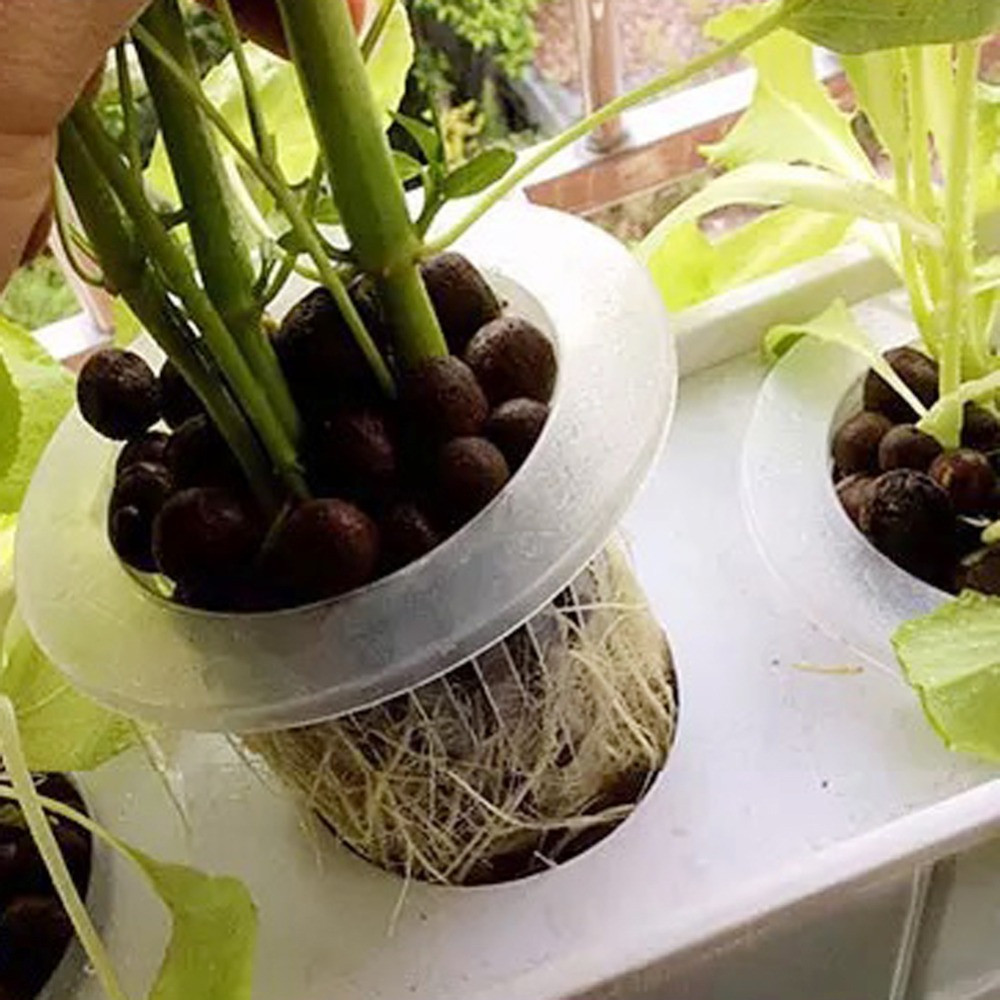 Bandejas de semillas hidropóni - Aquarium Plant Seeds reseña y precio